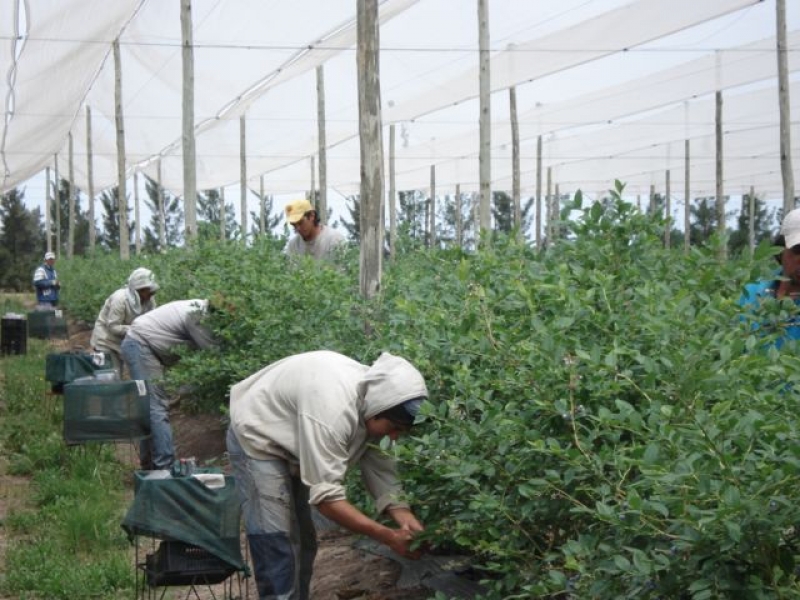 Cosecha cuidada de arándanos frescos